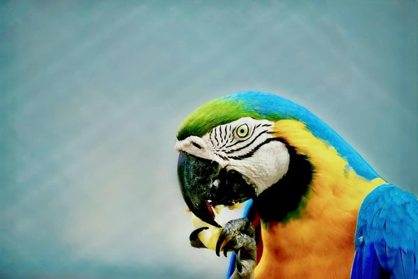 Quelle est la meilleure alimentation pour chat en 2024 ?