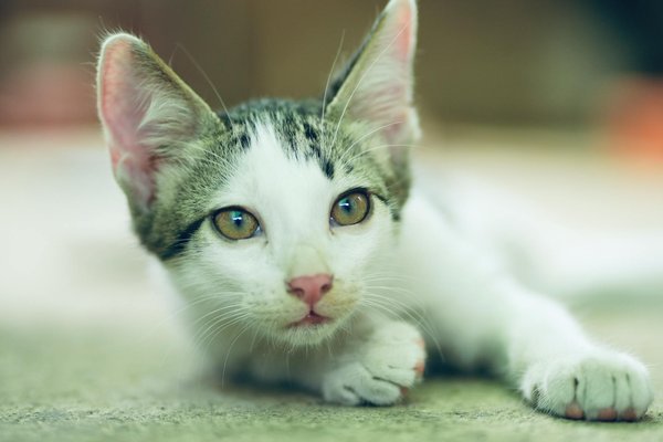 Bien choisir un collier pour chien : sécurité, bien-être et conseils pratiques