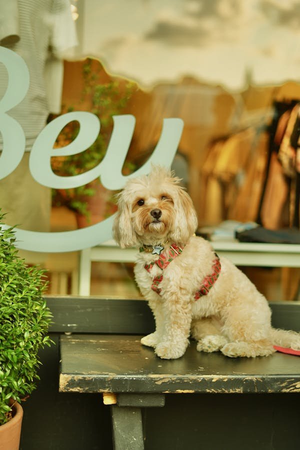 Des produits de qualité pour chiens : explorez notre boutique en ligne