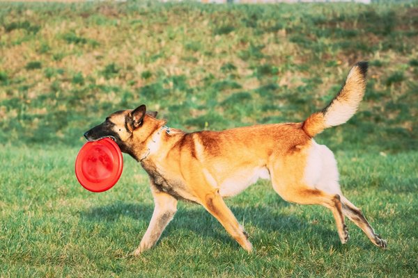 Top choix de produits canins : découvrez notre sélection en ligne
